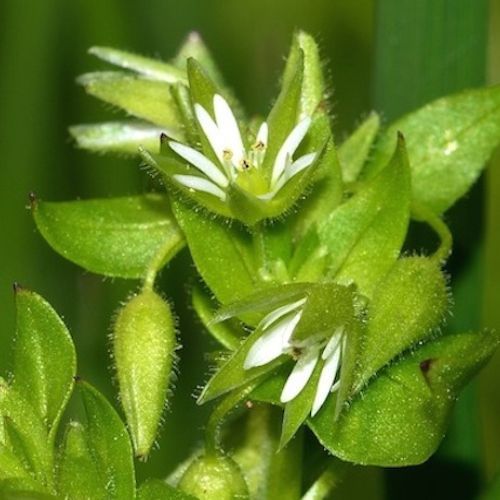 CHICKWEED (Stellaria media) *Organic herb for horses - tiny leaf, mighty relief for skin and lymph