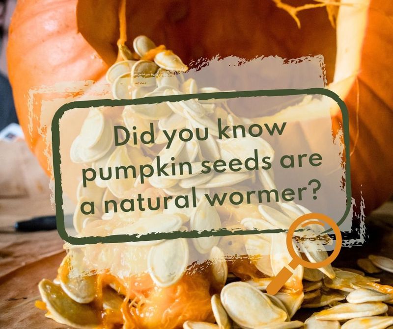 PUMPKIN SEEDS (GROUND) ?OCTOBER 20%-OFF SALE *Effective  taenifuge / tapeworm expeller