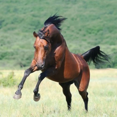 MALLENDERS RESET PROGRAMME *A comprehensive regenerative 2-Month equine mallenders programme