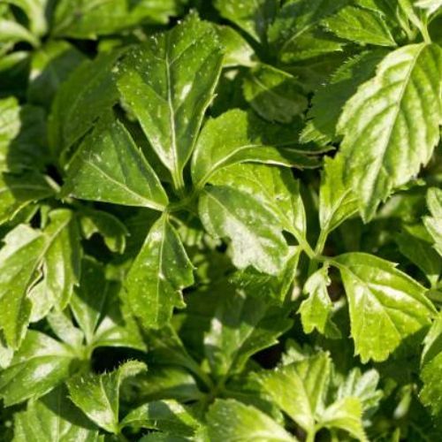 JIAOGULAN SUBSCRIPTION - SAVE 5% (Gynostemma pentaphyllum) *Natural equine circulation & vitality support
