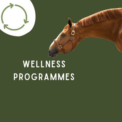 Wellness Reset Programmes