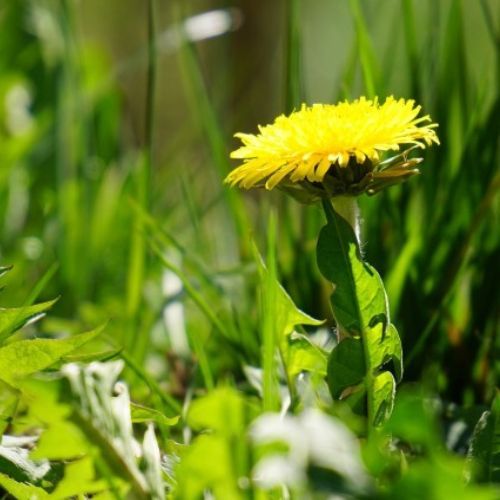 DANDELION LEAF (Taraxacum officinale)