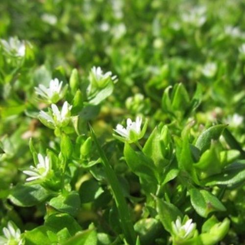 CHICKWEED (Stellaria media)