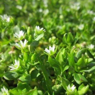 CHICKWEED (Stellaria media)