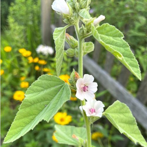 MARSHMALLOW Leaf (Althea officinalis) MARSHMALLOW Leaf (Althea officinalis)