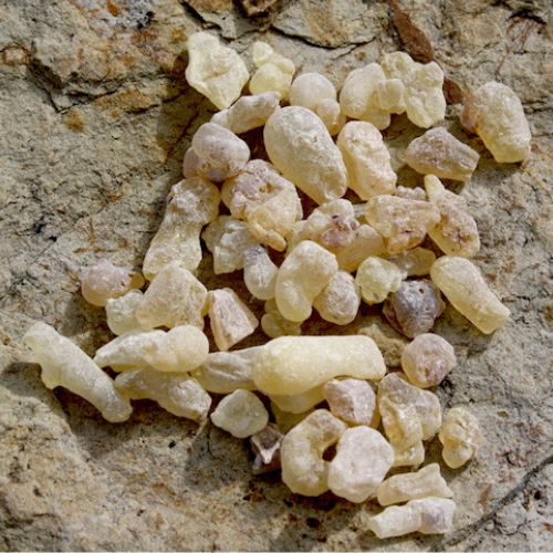 BOSWELLIA (Boswellia serrata)
