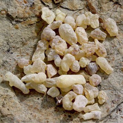 BOSWELLIA (Boswellia serrata)