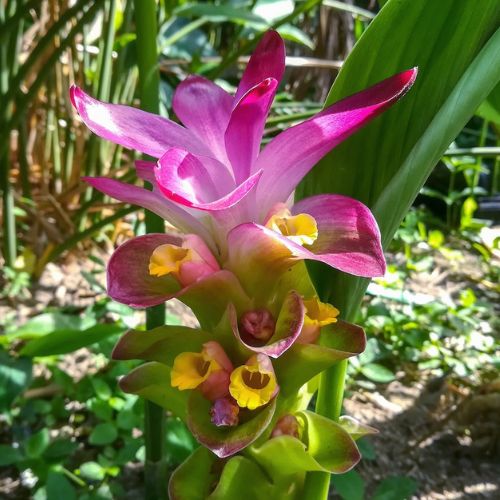 TURMERIC (Curcuma longa) *Liquid gold for natural, bioavailable, anti-inflammatory support
