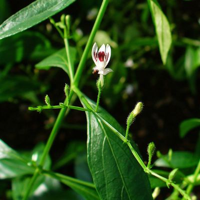 ANDROGRAPHIS (Andrographis paniculata) *Organic herb for horses - immune-fortifying, detox-supporting, inflammation-calming powerhouse ANDROGRAPHIS (Andrographis paniculata) *Organic herb for horses - immune-fortifying, detox-supporting, inflammation-calming powerhouse