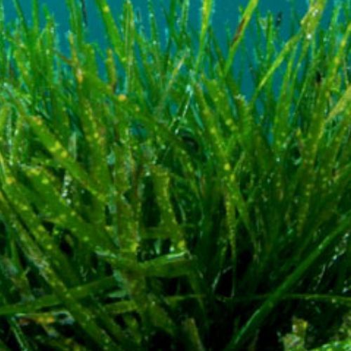 SPIRULINA ?NOVEMBER'S 20% SALE *Organic Herb for Horses - Cellular fuel, deep detox, immune strength SPIRULINA ?NOVEMBER'S 20% SALE *Organic Herb for Horses - Cellular fuel, deep detox, immune strength