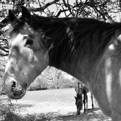 EquiNatural supplements for senior horses