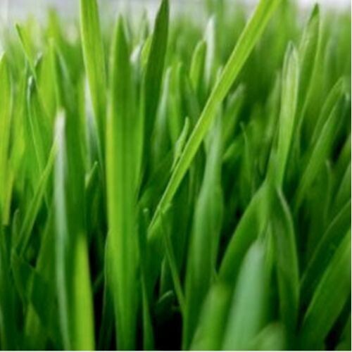 BARLEYGRASS for Horses (Hordeum spp.) | Organic Green Superfood & Nutritional Support