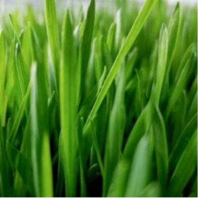 BARLEYGRASS for Horses (Hordeum spp.) | Organic Green Superfood & Nutritional Support BARLEYGRASS for Horses (Hordeum spp.) | Organic Green Superfood & Nutritional Support
