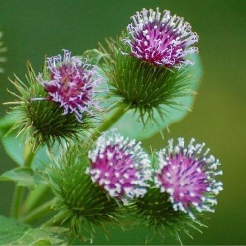 BURDOCK ROOT for Horses (Arctium lappa) | Organic Skin, Liver & Lymphatic Support
