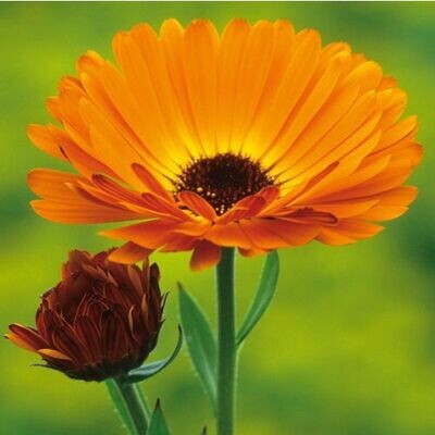 CALENDULA for Horses (Calendula officinalis) | Organic Skin Health, Coat & Tissue Support