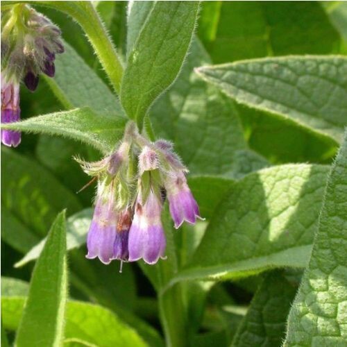 Tissue Support for HorsesComfrey Leaf for Horses (Symphytum spp.) | Gut Lining & Tissue Support Tissue Support for HorsesComfrey Leaf for Horses (Symphytum spp.) | Gut Lining & Tissue Support
