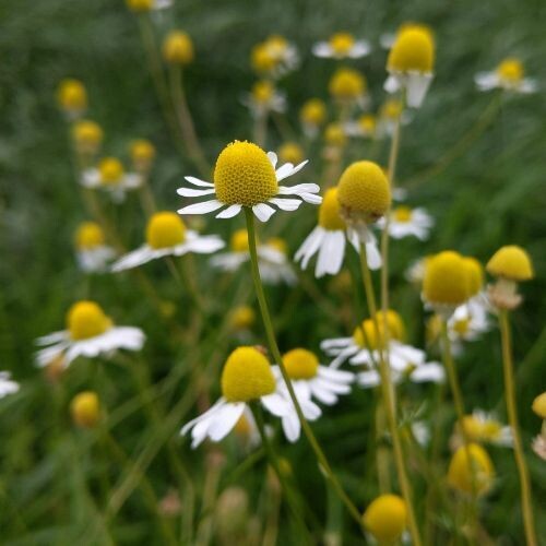 CHAMOMILE (Matricaria recutita) *Organic Calming & Digestive Support CHAMOMILE (Matricaria recutita) *Organic Calming & Digestive Support