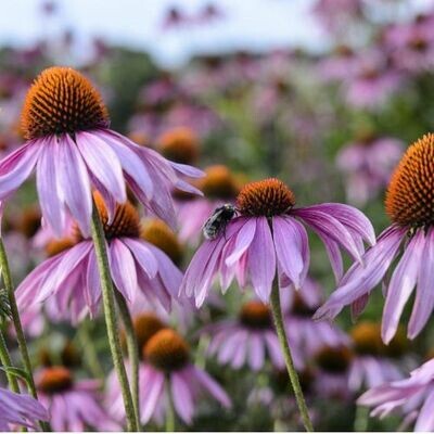 ECHINACEA for Horses (Echinacea purpurea) | Immune Support & Natural Resilience