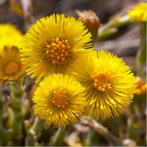 COLTSFOOT for Horses (Tussilago farfara) | Cough & Airway Support COLTSFOOT for Horses (Tussilago farfara) | Cough & Airway Support
