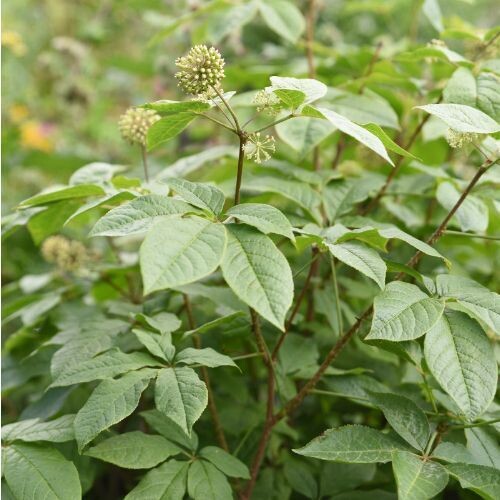 ELEUTHERO (Eleutherococcus senticosus) *Organic herb for horses - ancient adaptogen, stress steadying, enduring stamina