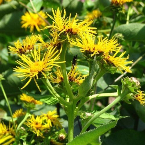 ELECAMPANE for Horses (Inula helenium) | Respiratory Support for Healthy Airways