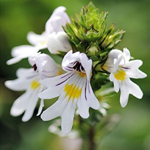 Organic Eyebright herb for horses – supports eye comfort, sinus clarity, and natural respiratory balance.