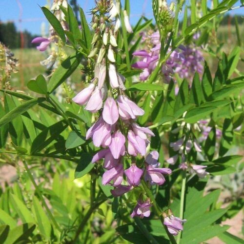 GOAT'S RUE (Galega officinalis) *Organic herb for horses - metabolic harmony, glucose balance, bitter nourishment