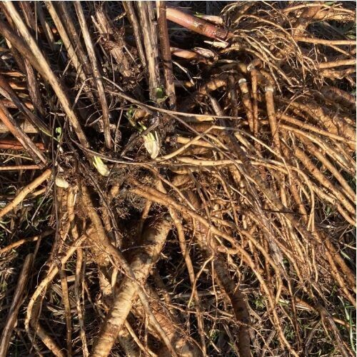 MARSHMALLOW ROOT (Althea officinalis) *Organic herb for horses - mucilage magic,  gut-soothing, comfort restoring