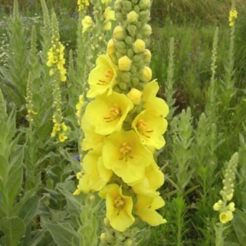 MULLEIN (Verbascum thapsus) *Organic herb for horses - lung-supporting, cough-soothing, airway-clearing