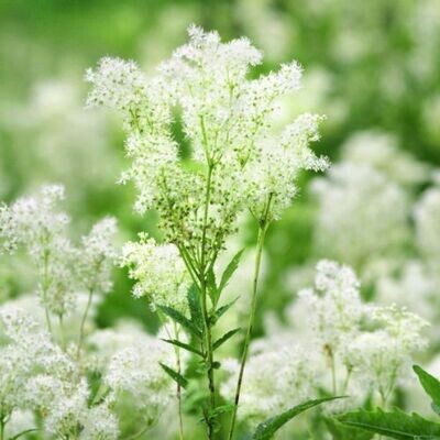 MEADOWSWEET (Filipendula ulmaria) *Organic herb for horses - nature’s calm for comfort, soothing, easing