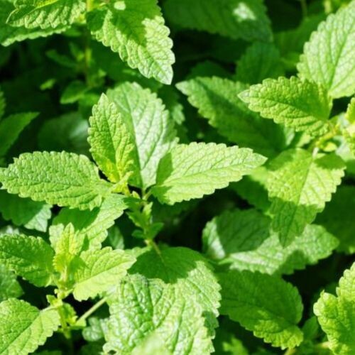 Peppermint (Mentha piperita) – organic herb for horses providing cooling clarity, digestive ease, and clear focus.
