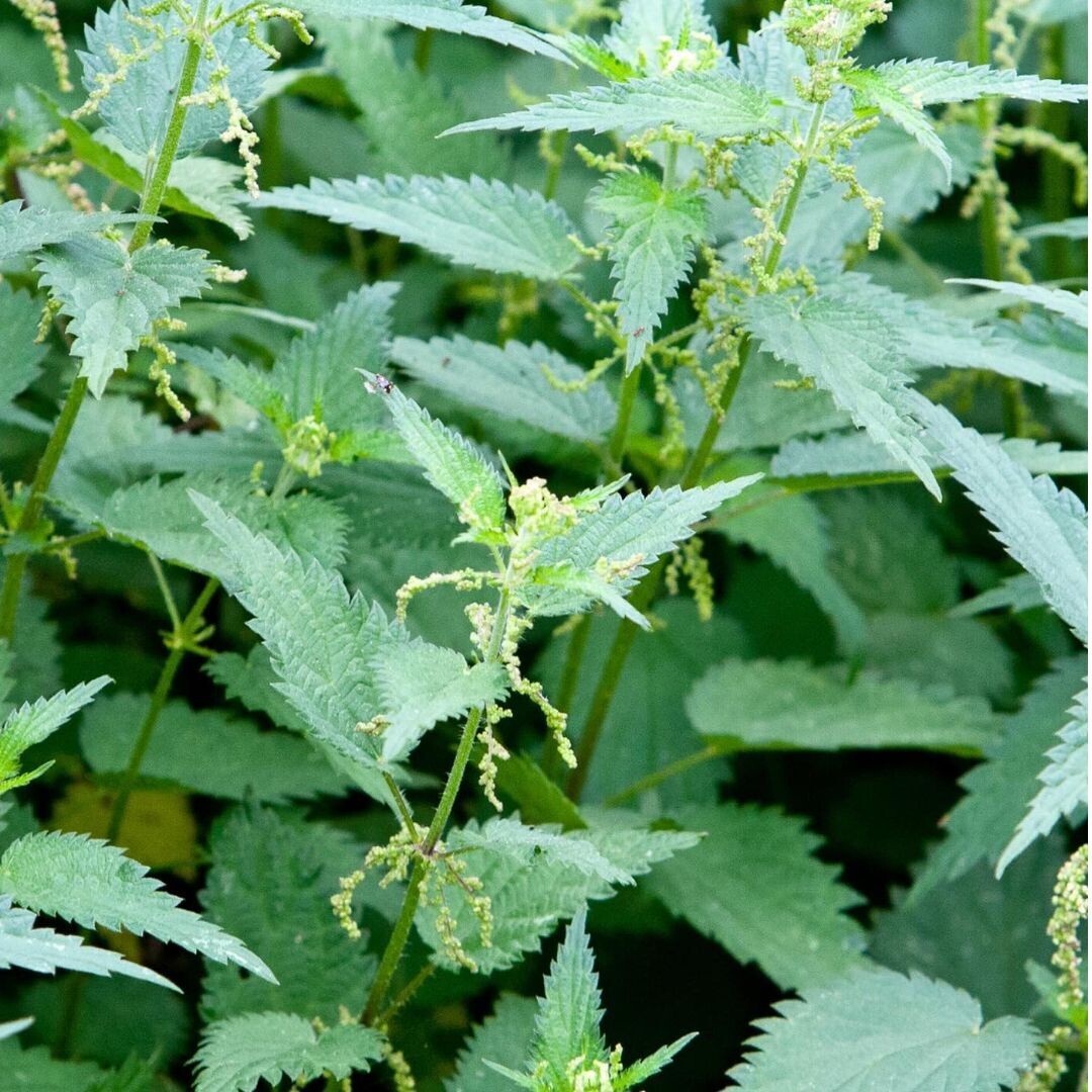 NETTLE (Urtica dioica) *Organic herb for horses - mineral-rich,  blood-building, whole-body vitality
