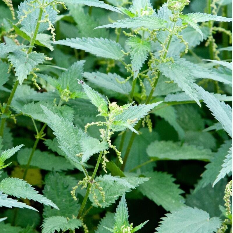 NETTLE (Urtica dioica) *Organic herb for horses - mineral-rich,  blood-building, whole-body vitality