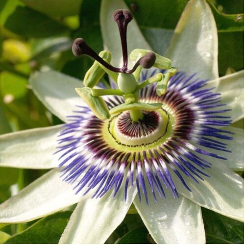 PASSIONFLOWER (Passiflora incarnata) | Anxiety & Nervous Tension Support