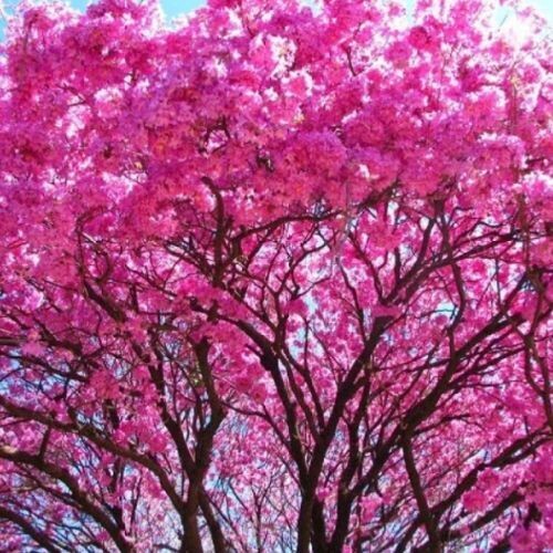 PAU D'ARCO / LAPACHO (Tabebuia impeteginosa) *Organic herb for horses - immune defending, bacteria balancing, gut cleansing