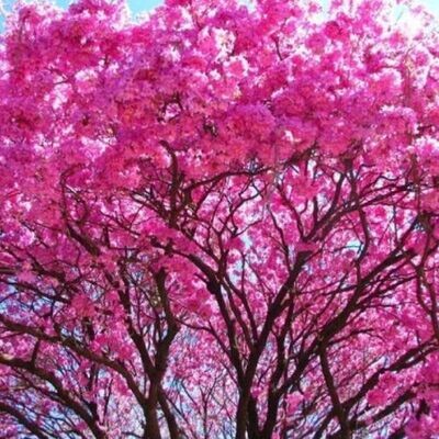PAU D'ARCO / LAPACHO (Tabebuia impeteginosa) *Organic herb for horses - immune defending, bacteria balancing, gut cleansing PAU D'ARCO / LAPACHO (Tabebuia impeteginosa) *Organic herb for horses - immune defending, bacteria balancing, gut cleansing