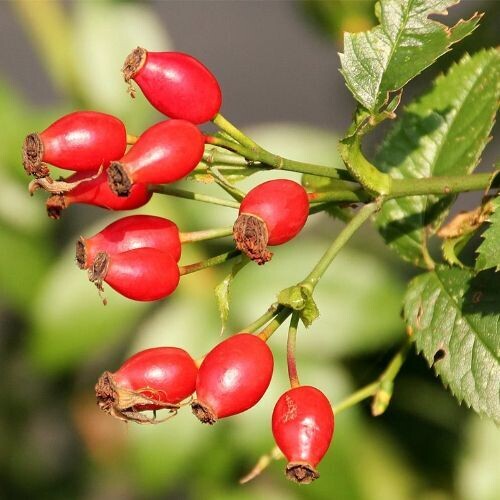 ROSEHIPS (Rosa canina) | Antioxidant & Joint Support ROSEHIPS (Rosa canina) | Antioxidant & Joint Support