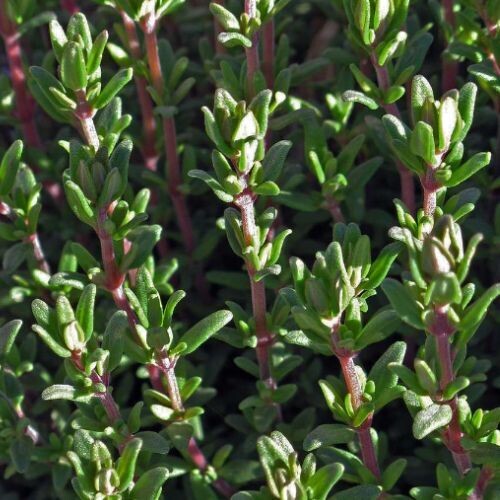 THYME for horses (Thymus vulgaris) | Respiratory & Digestive Support