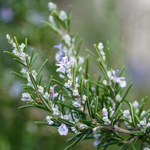 ROSEMARY (Salvia rosmarinus) *Organic herb for horses - aromatic clarity, digestive stimulation, gut balance