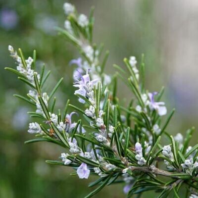 ROSEMARY (Salvia rosmarinus) *Organic herb for horses - aromatic clarity, digestive stimulation, gut balance ROSEMARY (Salvia rosmarinus) *Organic herb for horses - aromatic clarity, digestive stimulation, gut balance