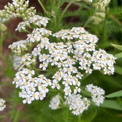 YARROW (Achillea millefolium) *Organic herb for horses - aromatic balancer, calm responder, system-wide harmony