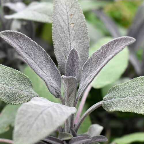 SAGE for Horses (Salvia officinalis) | Gut Microbiome Health & Digestive Support SAGE for Horses (Salvia officinalis) | Gut Microbiome Health & Digestive Support