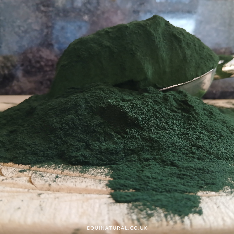 SPIRULINA for Horses | Hindgut Support & Natural Superfood ☀️JULY SALE - 20%-OFF