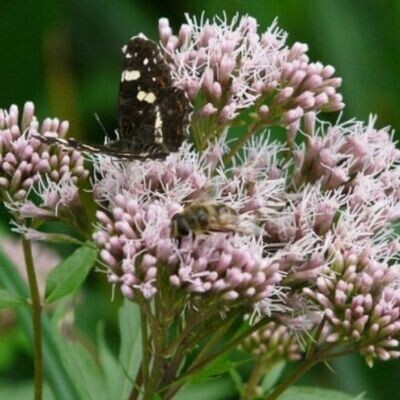 VALERIAN (Valeriana officinalis) ?MAY SALE - 20%-OFF *Organic herb for horses - anxiety-soothing, tension-releasing, deeper calm