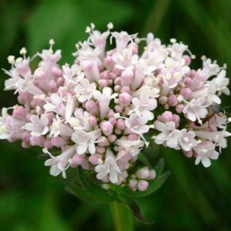 VALERIAN for Horses (Valeriana officinalis) | Deeper Calm for Nervous Horses ?OCTOBER SALE - 20%-OFF - USE CODE RESET20