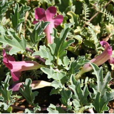 DEVIL'S CLAW for Horses (Harpagophytum procumbens) | Powerful Comfort & Mobility Support