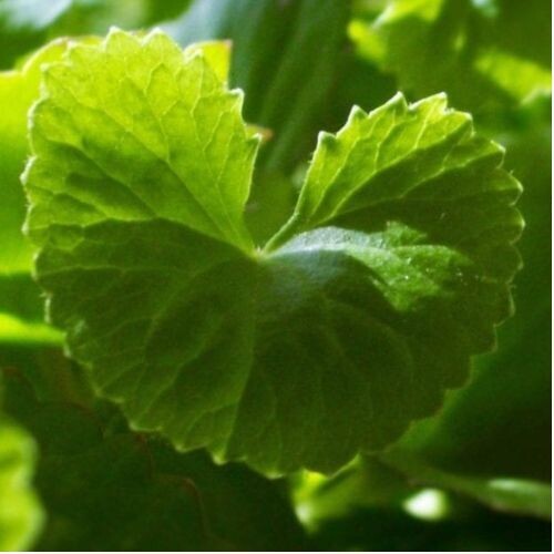 GOTU KOLA for Horses (Centella asiatica) | Memory, Focus & Healthy Ageing