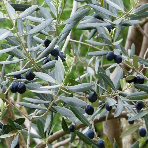 OLIVE LEAF for Horses (Olea europaea) | Stomach & Gastric Support OLIVE LEAF for Horses (Olea europaea) | Stomach & Gastric Support
