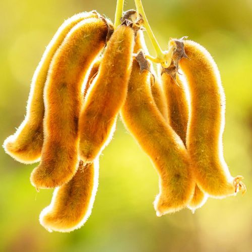 MUCUNA PRURIENS / KAPIKACCHU (Velvet Bean) *Organic herb for horses -neuro-nourishing, dopamine lifting,  mood balancing
