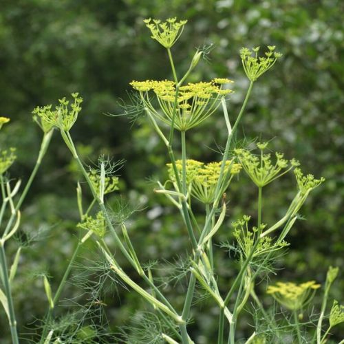 FENNEL (Foeniculum vulgare) *Organic herb for horses - digestive harmony, bloat and gas easing, carminative comfort